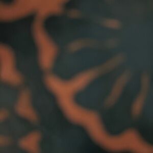 Meet your Posher, Rose